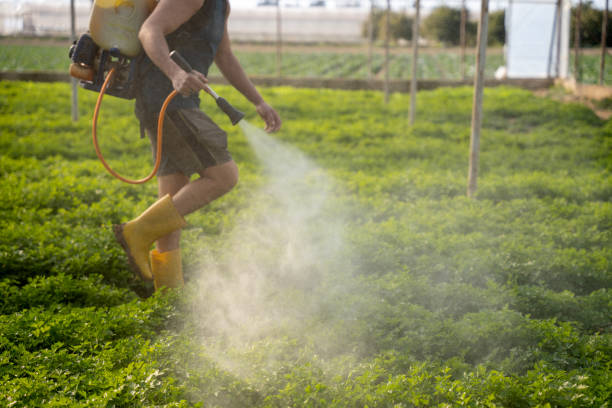 Best Wasp Removal Services  in Stoughton, WI