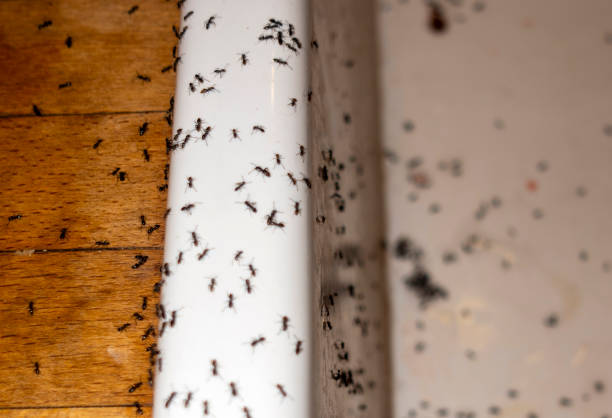 Pest Prevention Services in Stoughton, WI